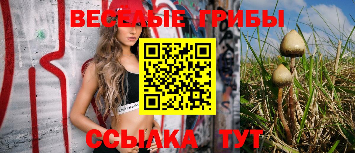 Галлюциногенные грибы Psilocybine cubensis Асино